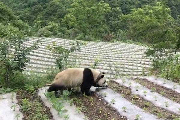 中国实施科技和资源支撑的粮食安全战略成就巨大